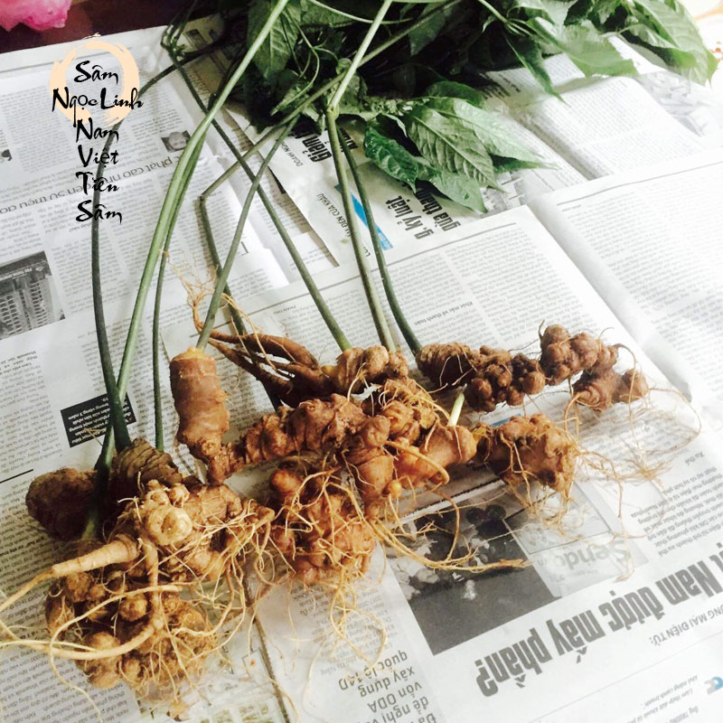 Sâm Ngọc Linh trồng Quảng Nam 7 đến 15 năm