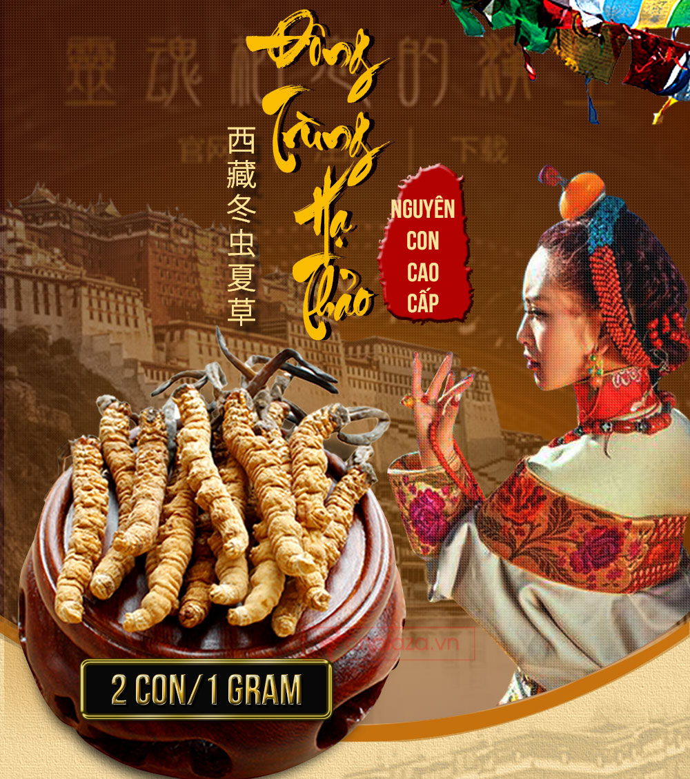 đông trùng hạ thảo nguyên con cao cấp