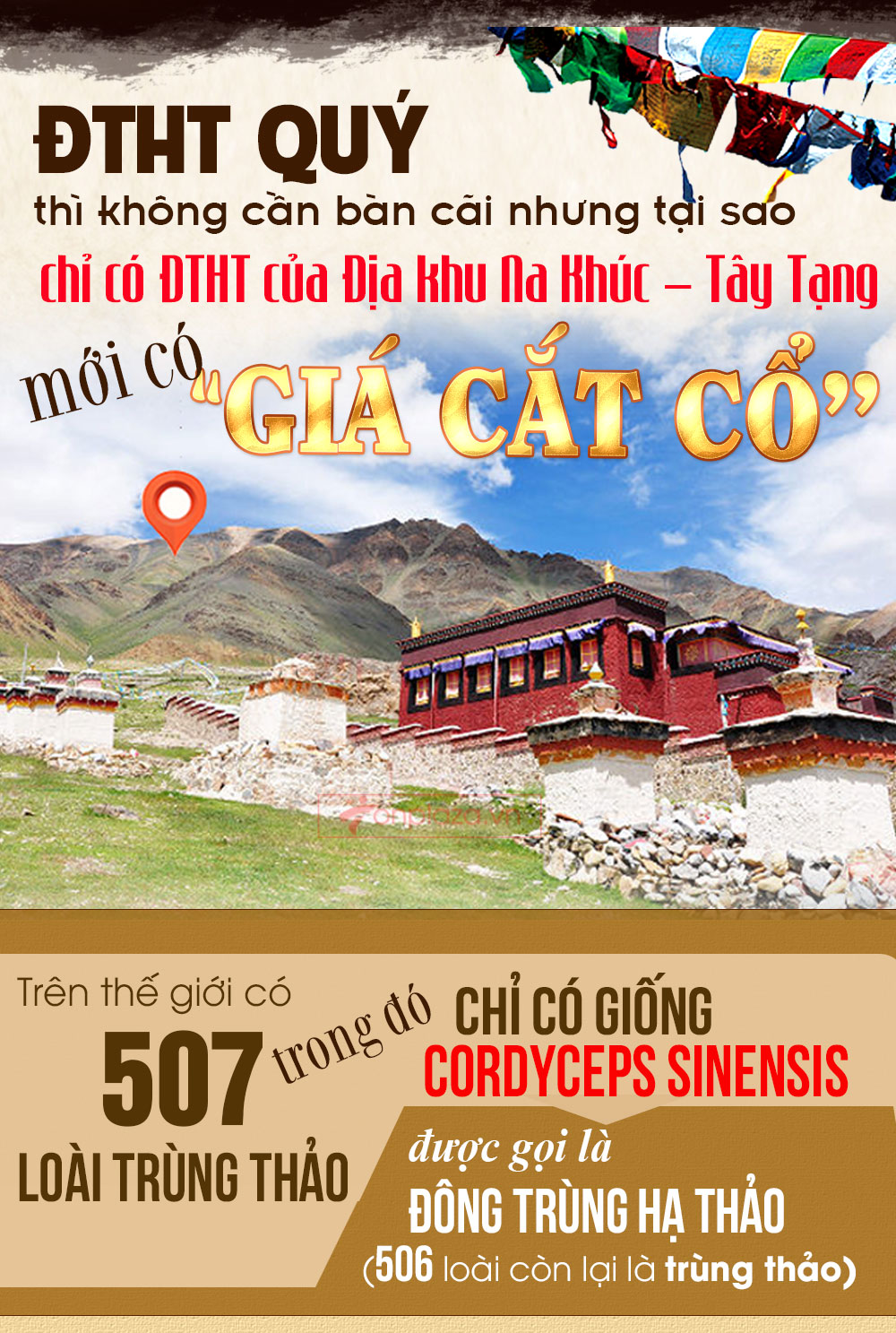 đông trùng hạ thảo nguyên con cao cấp