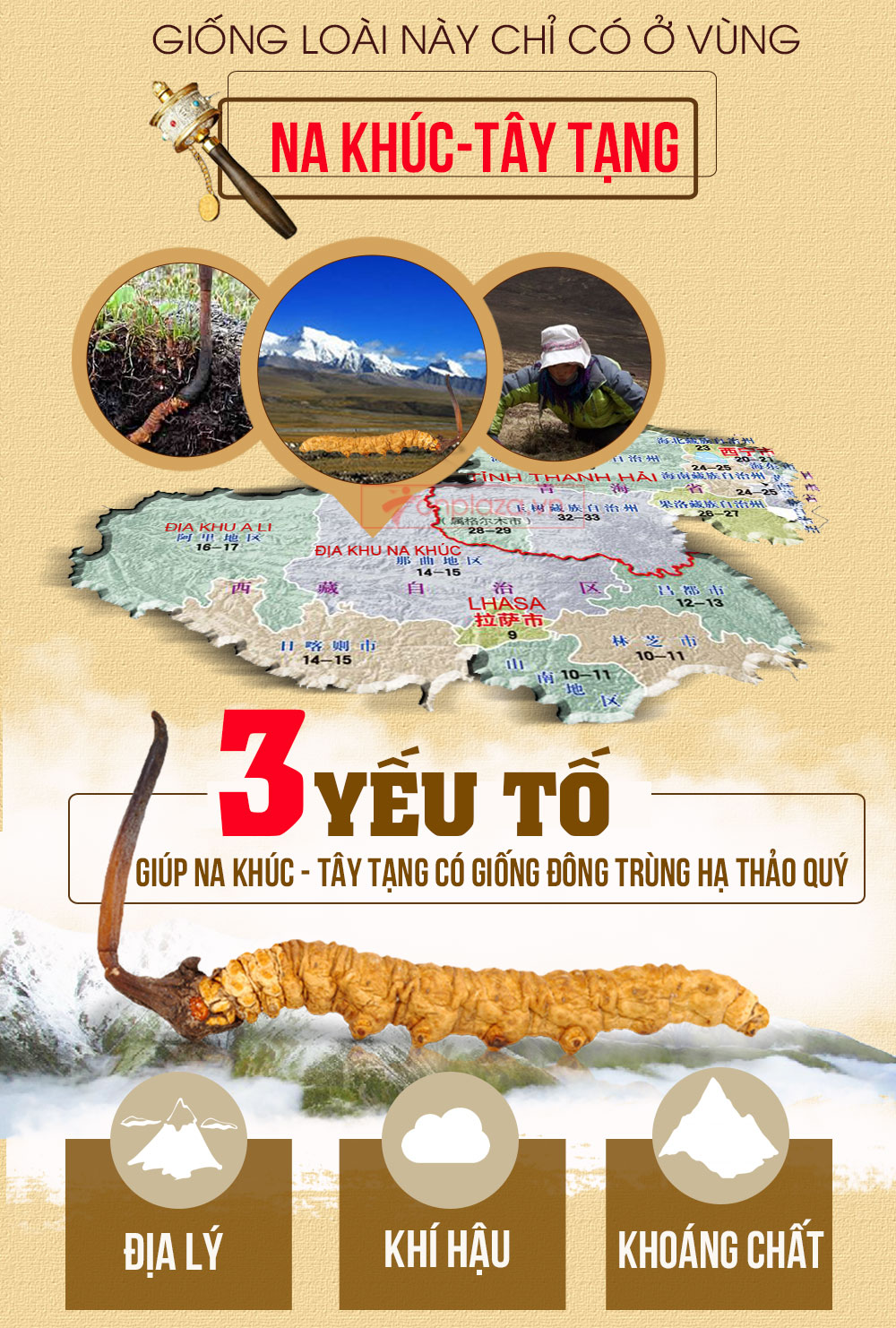 đông trùng hạ thảo nguyên con cao cấp