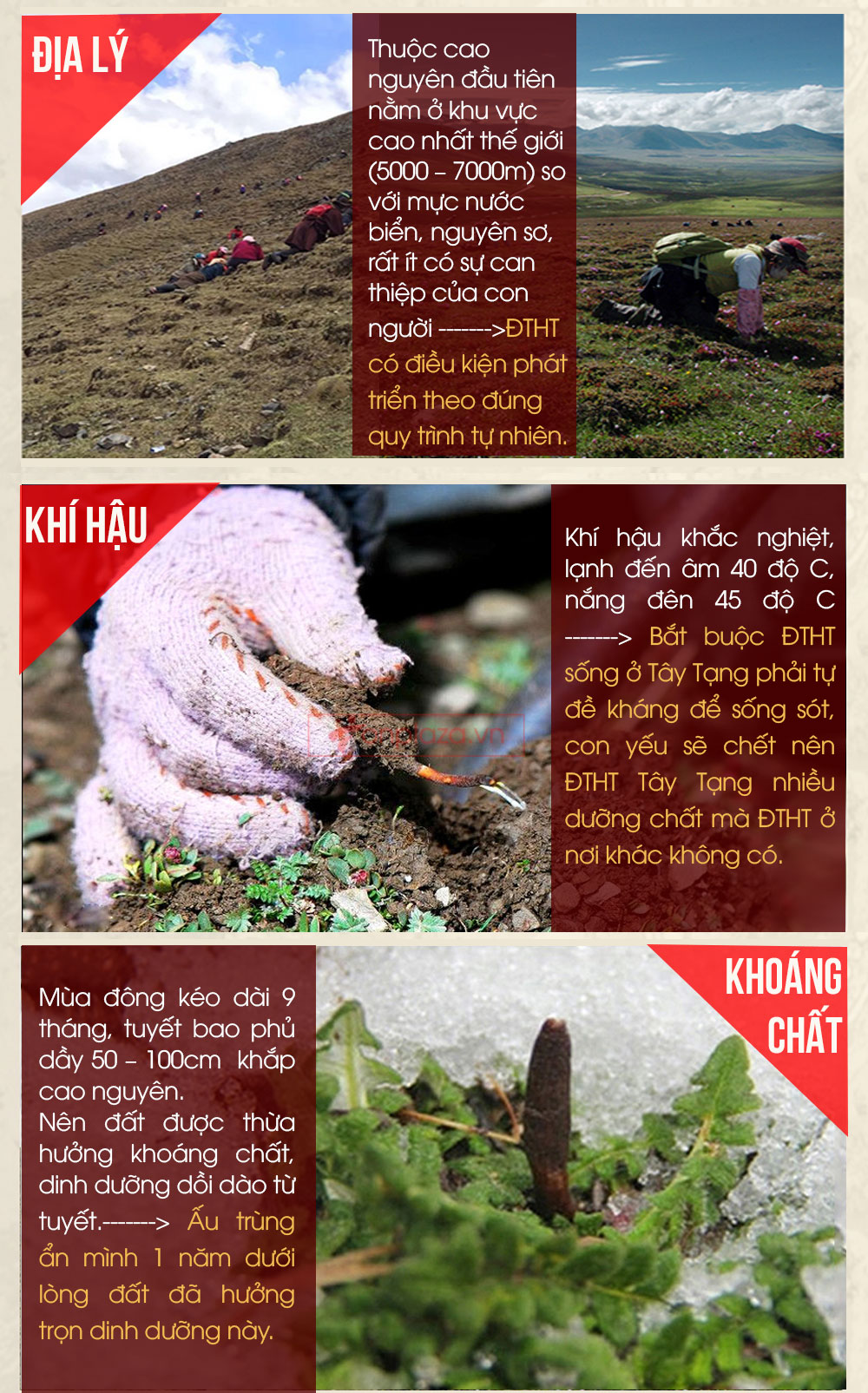đông trùng hạ thảo nguyên con cao cấp
