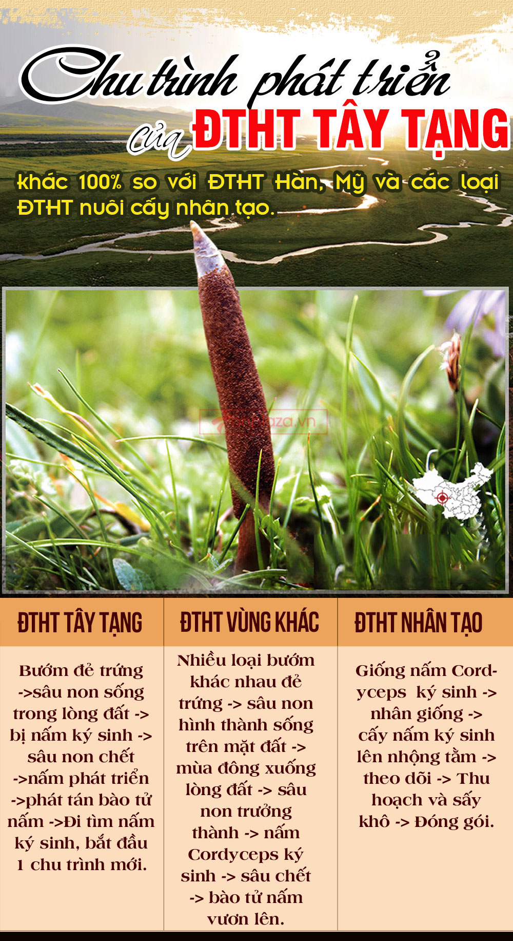 đông trùng hạ thảo nguyên con cao cấp