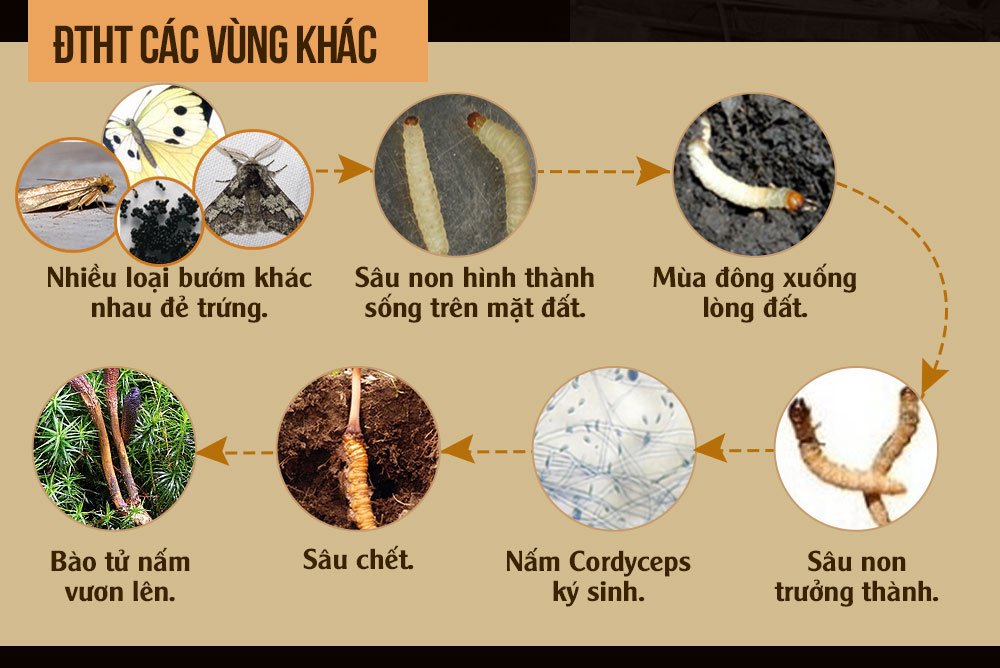 đông trùng hạ thảo nguyên con cao cấp