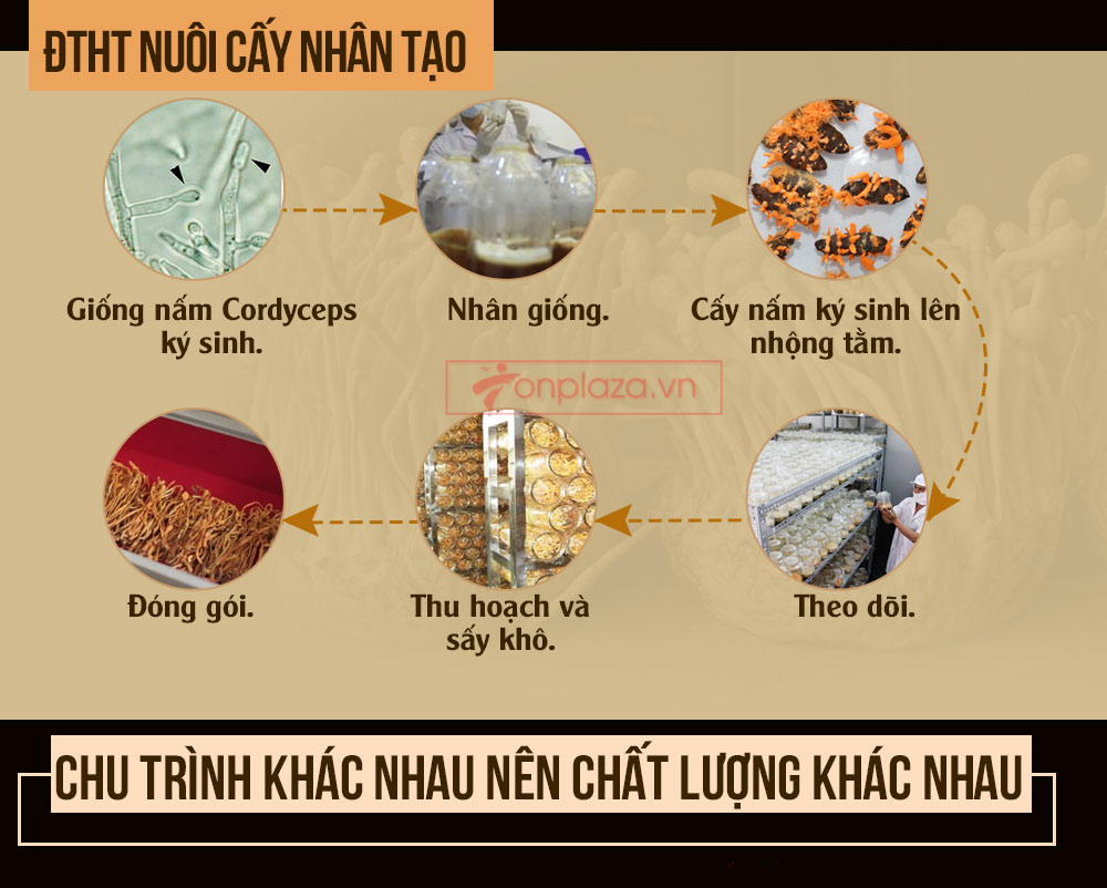 đông trùng hạ thảo nguyên con cao cấp