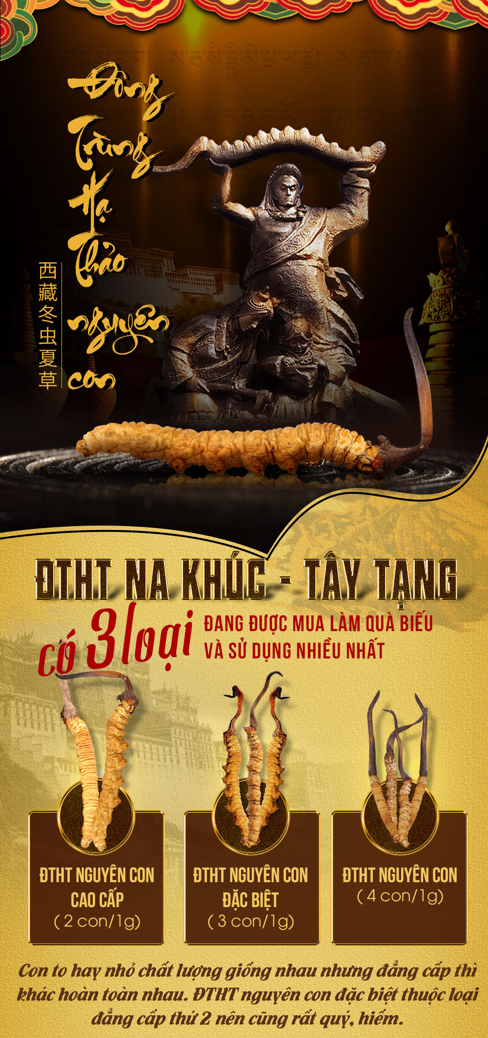 đông trùng hạ thảo nguyên con