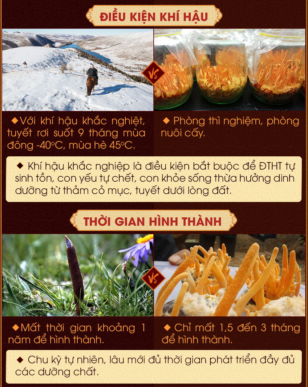 đông trùng hạ thảo nguyên con