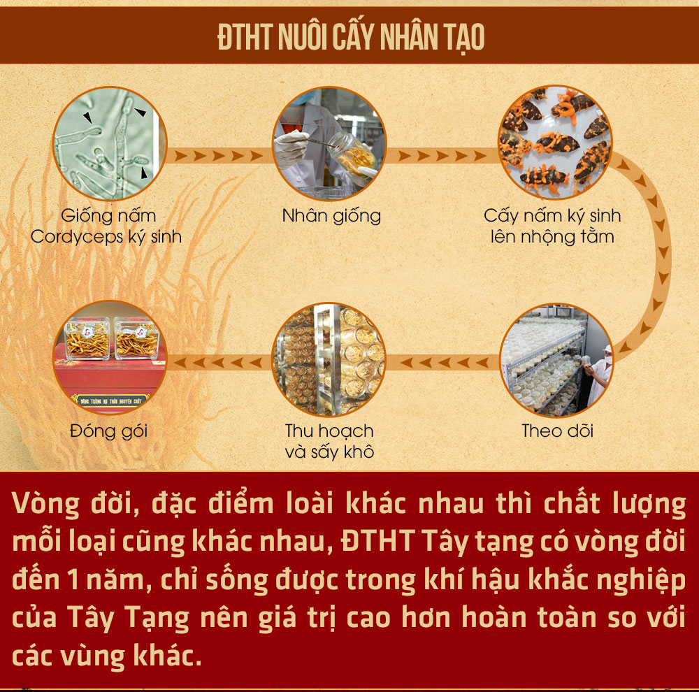 đông trùng hạ thảo nguyên con