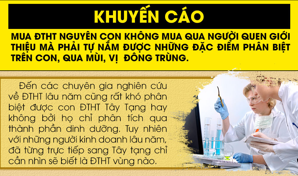 đông trùng hạ thảo nguyên con