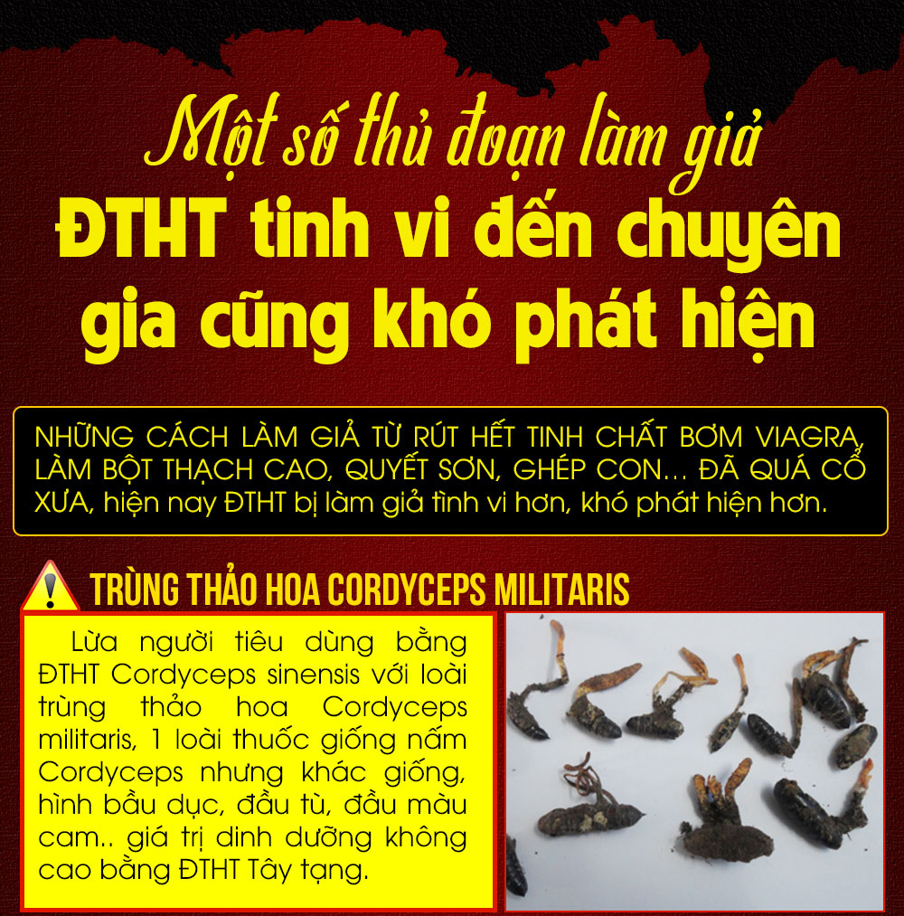 đông trùng hạ thảo nguyên con