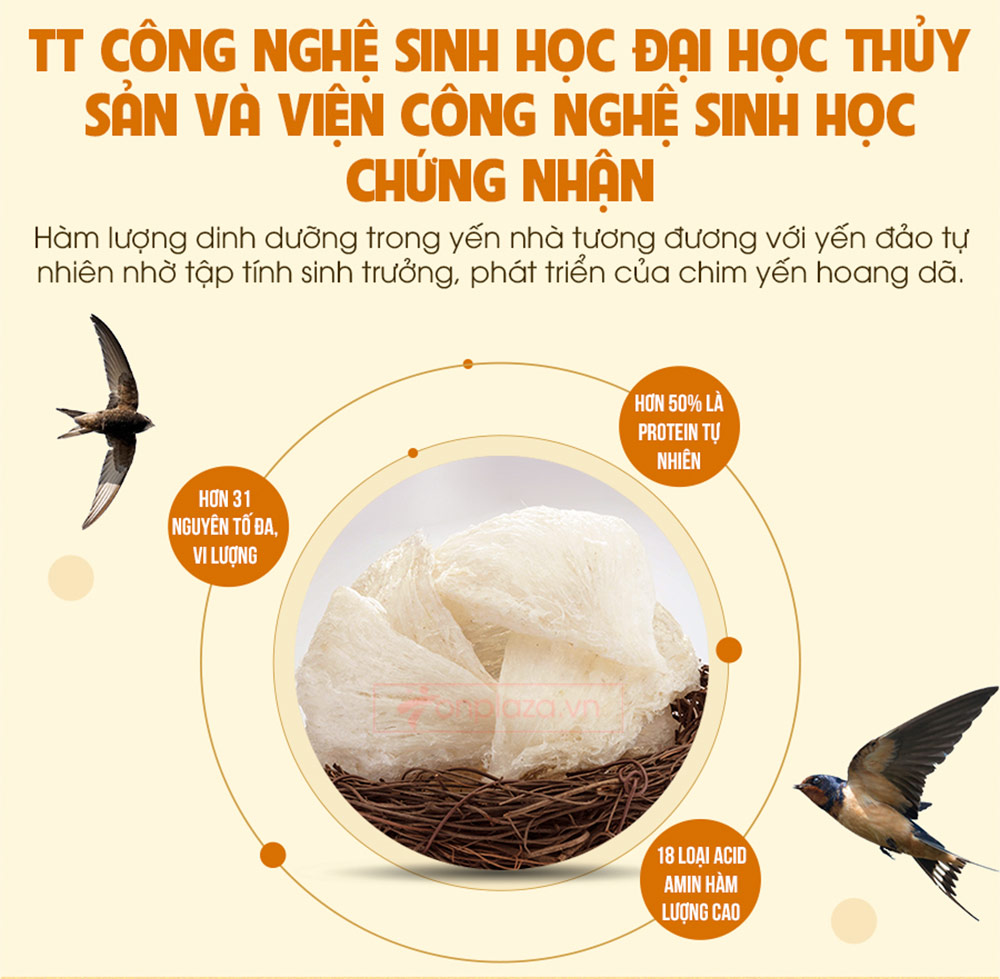 Tổ yến trắng yến nhà