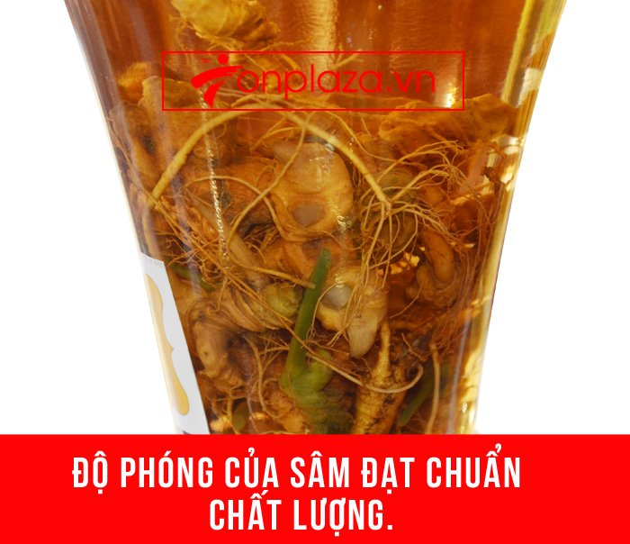 Bình sâm Ngọc Linh tươi củ nhỏ 3.5L NS394 8