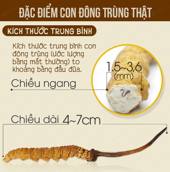 đặc điêm nhận biết con đông trung hạ thảo thật 1