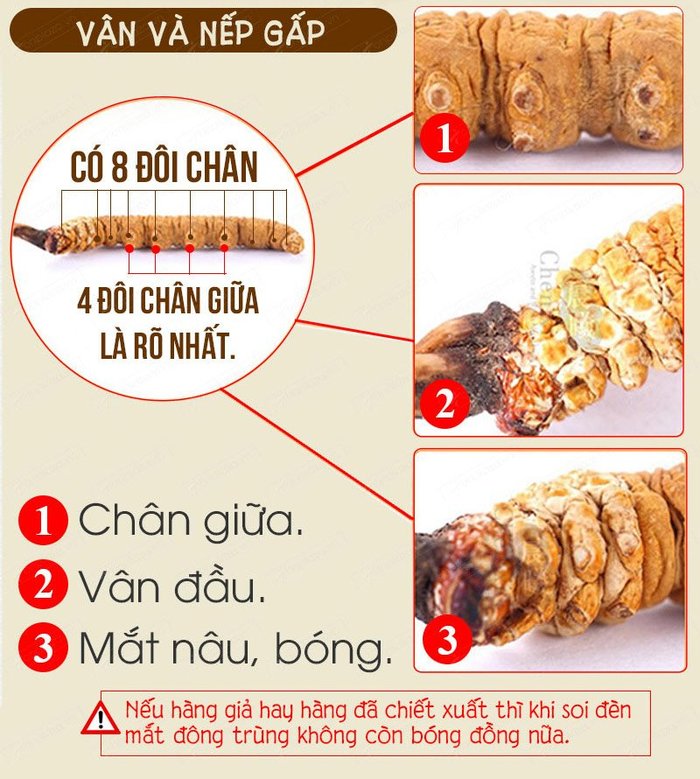 đặc điêm nhận biết con đông trung hạ thảo thật 2