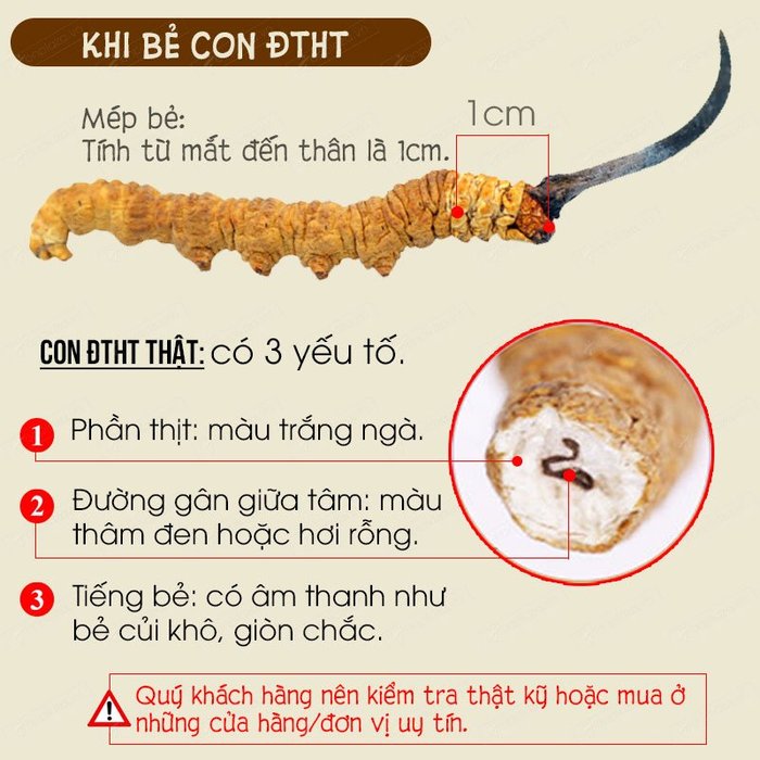 đặc điêm nhận biết con đông trung hạ thảo thật 3