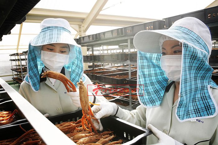 Hồng sâm củ khô cao cấp chính phủ KGC hộp thiếc 75g NS457 19