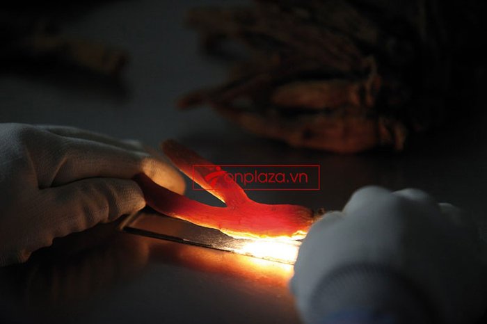 Hồng sâm củ khô cao cấp chính phủ KGC hộp thiếc 75g NS457 20