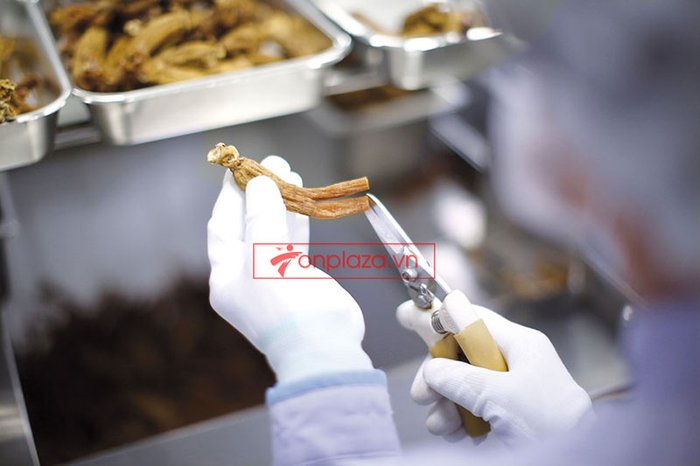 Hồng sâm củ khô cao cấp chính phủ KGC hộp thiếc 75g NS457 21