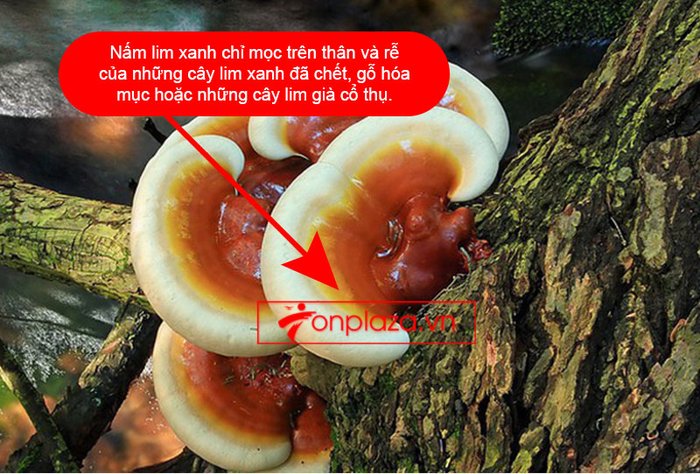 Nấm lim xanh tự nhiên 100% Quảng Nam 1kg/hộp L306 6