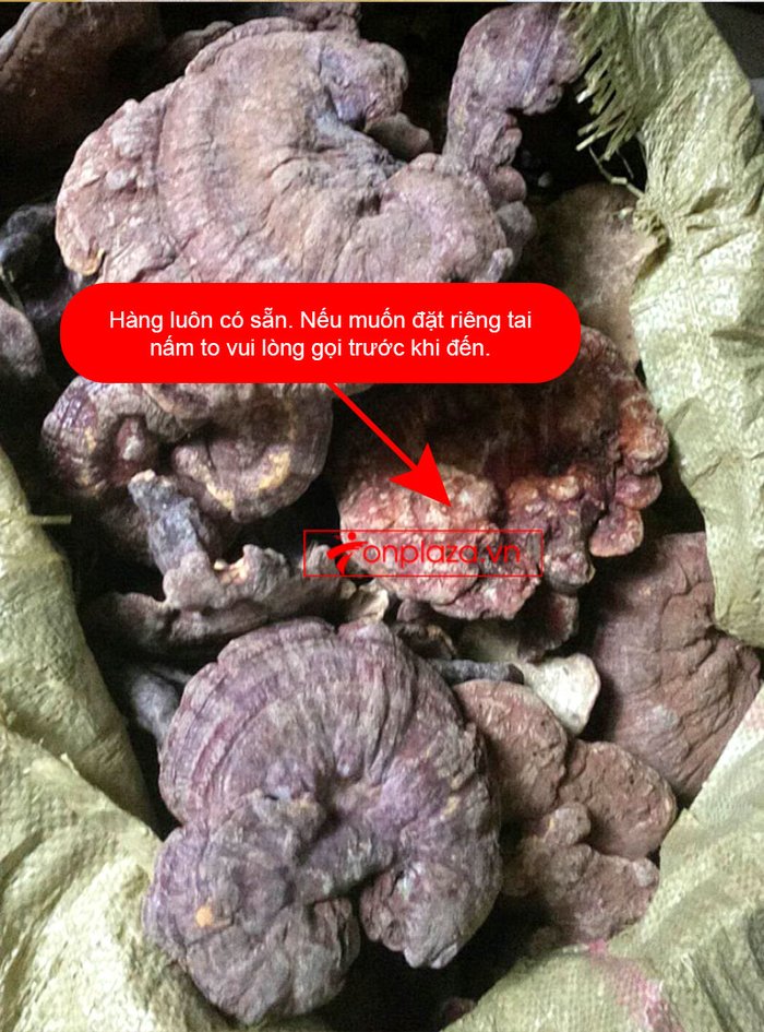 Nấm lim xanh tự nhiên 100% Quảng Nam 1kg/hộp L306 12
