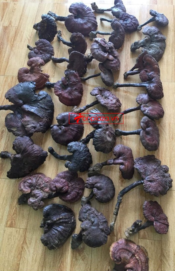 Nấm lim xanh tự nhiên 100% Quảng Nam 1kg/hộp L306 15