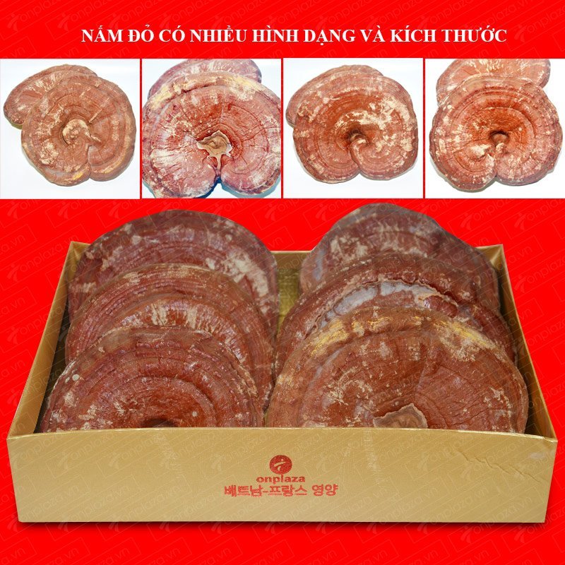 Nấm linh chi Đỏ (Túi 3-6 tai/Kg) L002 5