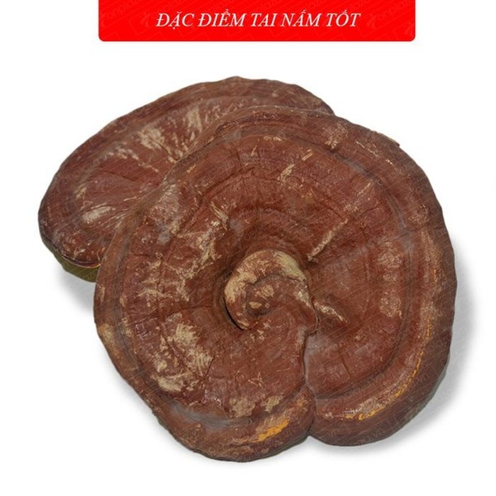 Nấm linh chi vàng thượng hạng Hộp quà biếu (1kg/ hộp) L027 3