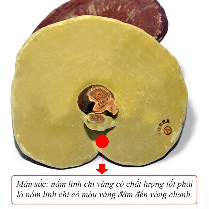 Nấm linh chi vàng thượng hạng Hộp quà biếu (1kg/ hộp) L027 4