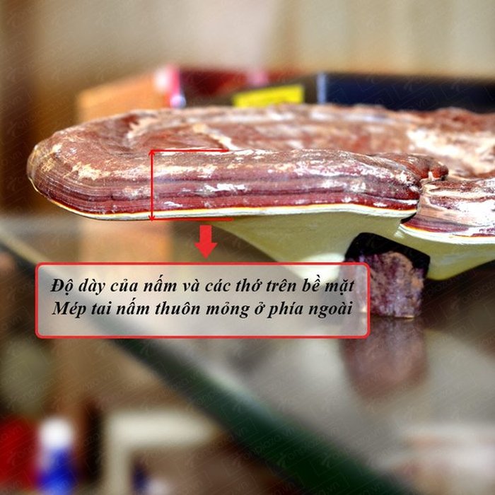 Nấm linh chi vàng thượng hạng Hộp quà biếu (1kg/ hộp) L027 5