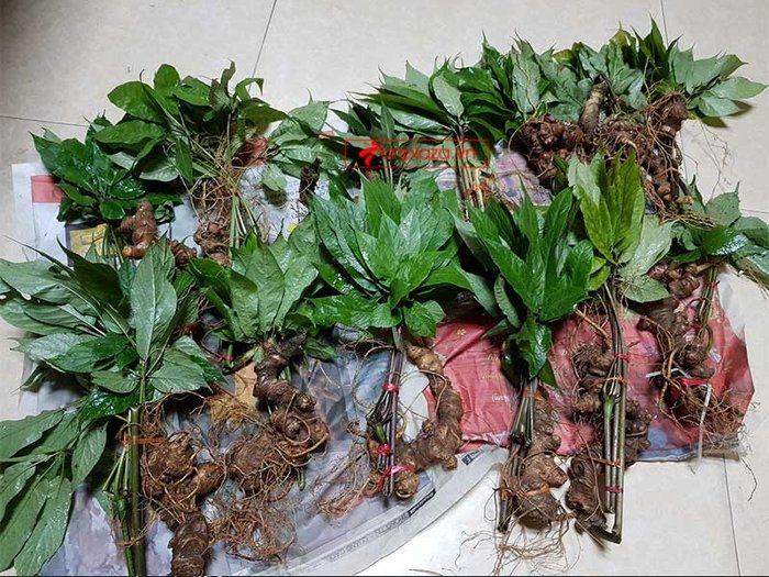 nhân sâm núi ngọc linh tự nhiên 4