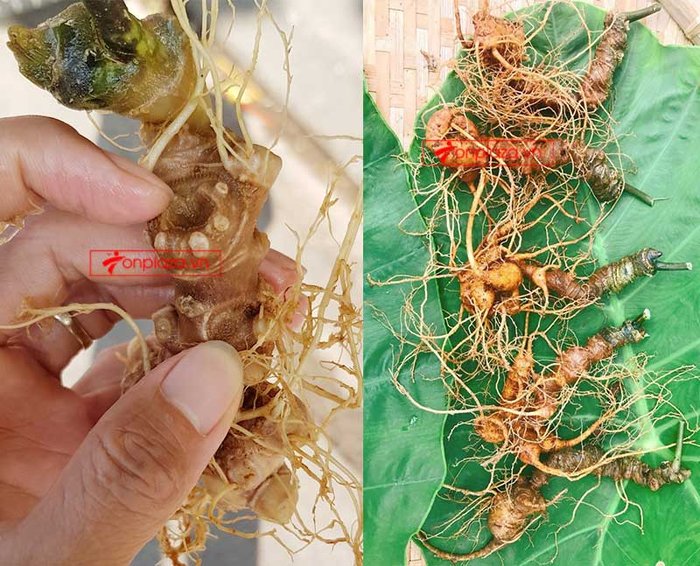 nhân sâm núi ngọc linh tự nhiên 6