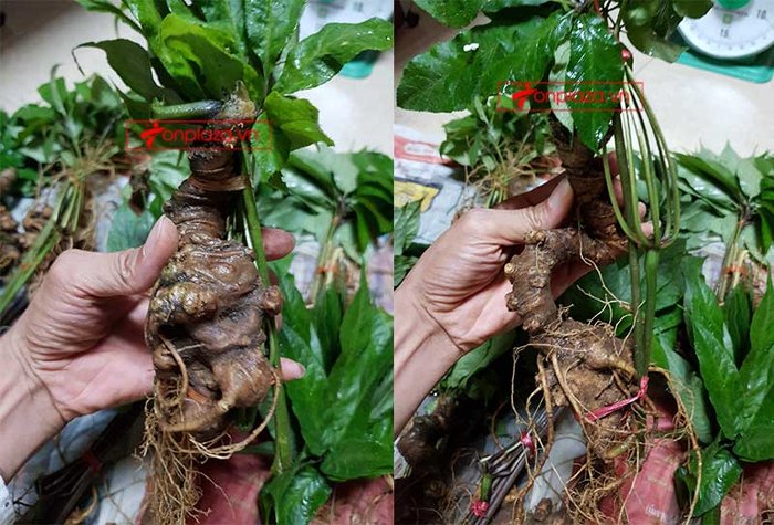 nhân sâm núi ngọc linh tự nhiên 8