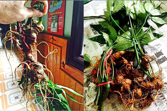 nhân sâm núi ngọc linh tự nhiên 14