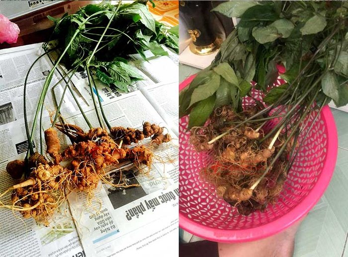 nhân sâm núi ngọc linh tự nhiên 16