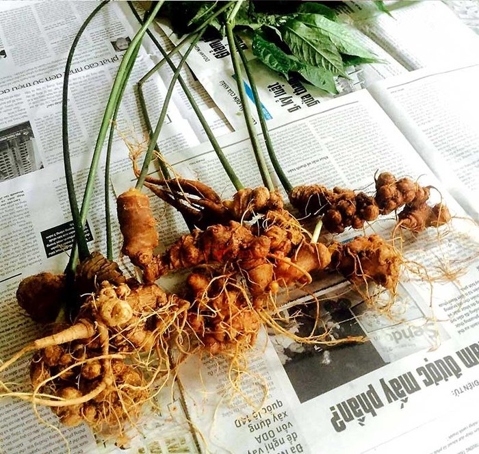 nhân sâm núi ngọc linh tự nhiên 17