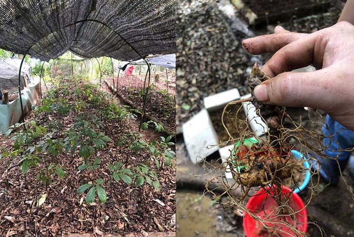 nhân sâm núi ngọc linh tự nhiên 18