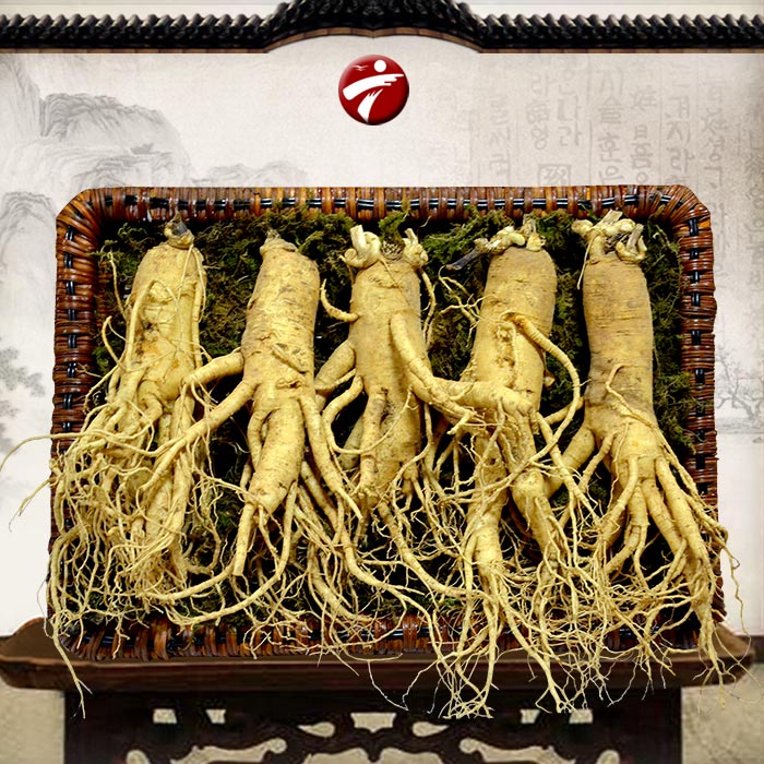 Sâm tươi chế biến như thế nào