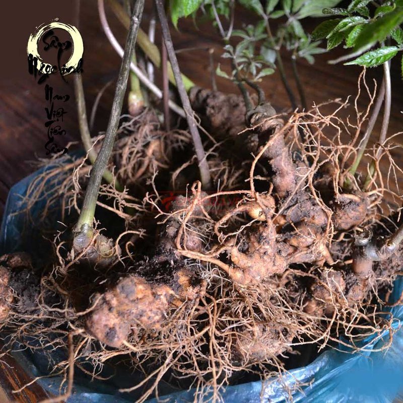 Sâm Ngọc Linh loại 8 củ 1 cân hàng trồng hảo hạng tại Nam Trà My